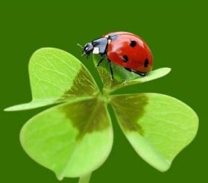 Coccinelle porte bonheur aux jeux d'argent